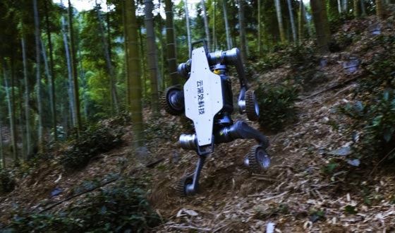 xingkong星空山猫